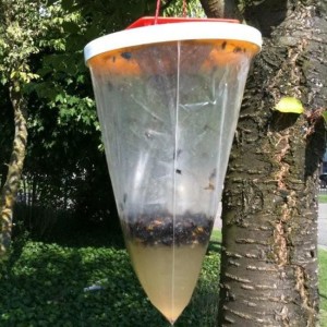 Redtop Vliegenval wegwerp