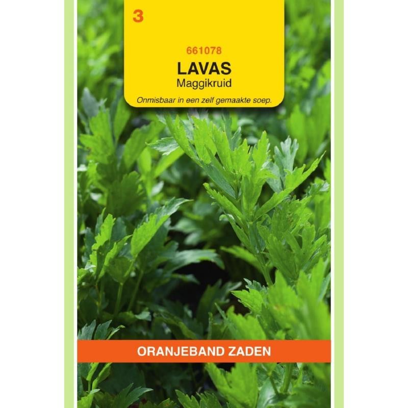 Lavas (maggiplant)