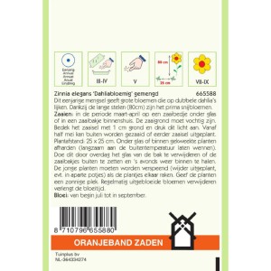 Zinnia Dahliabloemig gemengd