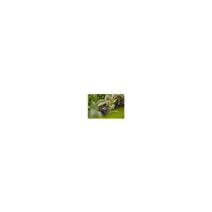 Seriedruppelaar 4L (10st)