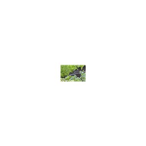 Micro vlaksproeier (5st)