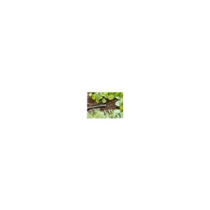 Afsluitdop 4,6 mm (3/16")