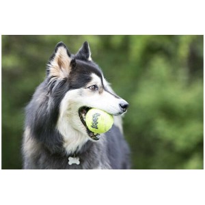 Hondenspeeltje Air Squeaker Tennisbal L 2 stuks