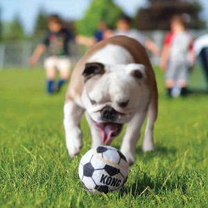 KONG Sport Hondenspeelballen Assorti M 3 stuks