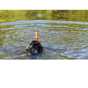 Dog Comets Bobber Groen