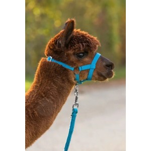 Alpaca Halster Blauw