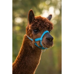 Alpaca Halster Blauw