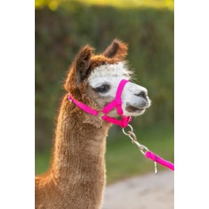 Alpaca Halster Roze