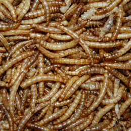 Meelwormen 350 gram