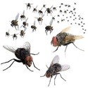 Vliegen en muggen bestrijden