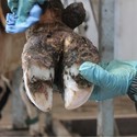 Klauwverzorging bij koeien voor een gezonde klauw