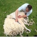 Huidverzorging en Wondverzorging schapen