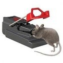 Muizenval kopen? De beste muizenvallen en muizenklemmen online
