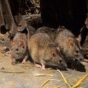 Ratten bestrijden