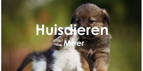 Huisdieren