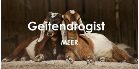 GeitenDrogist