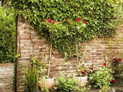 Pokon plantenvoeding voor binnen en of uw balkon en tuin