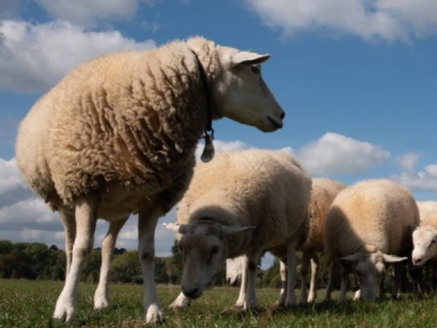 Voorbereiding voor de dekperiode van de ooien (schapen)
